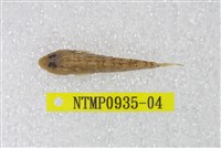 藏品(黑鰕虎)的圖片